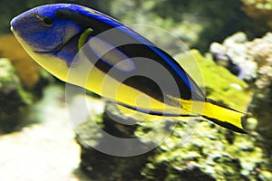 The Blue Hippo Tang Paracanthurus hepatus.