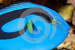 Blue Hippo Tang Portrait in Aquarium