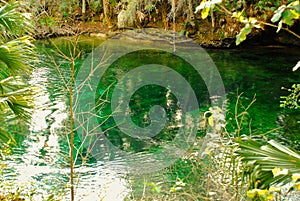 Blue hole springs Park in Florida Ichetucknee Park by Orlando