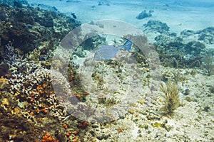 Blue Honeycomb Cowfish