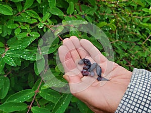 Blue honeysuckle berries on hand of caucasian woman. Healthy berry for veggie diet