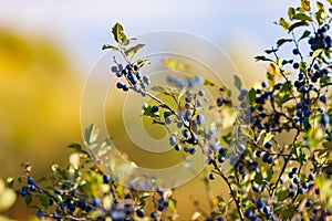 Blue honeysuckle berries hanging from branch, soft focus