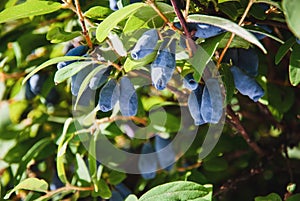 Blue honeysuckle - Haskap berries growing in garden, Lonicera caerulea plant in the sun