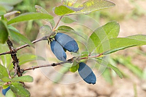 Blue honeysuckle or Lonicera caerulea, honeyberry on the bush photo