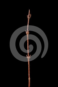 Blue Honeysuckle (Lonicera caerulea). Wintering Twig Closeup