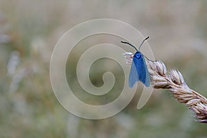 Blue Horned Moth on a Grass Stem ,Relaxed