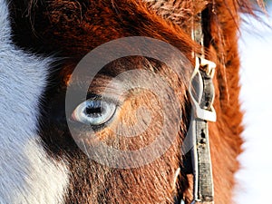 Blue horse eye. Close-up of a horse\'s head.
