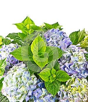 Blue hortensia. beautiful hydrangea on white