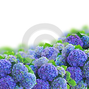 Blue hortensia flowers border