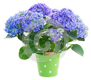 Blue hortensia flowers in green pot