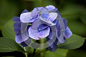 Blue hortensia hydrangea