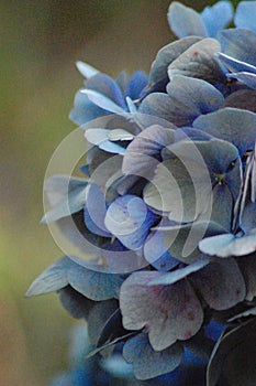 Blue hortensias photo