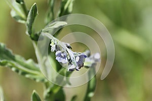 Blue Hounds tongue, Cynoglossum creticum