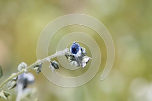 Blue Hounds tongue, Cynoglossum creticum