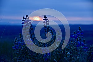 Blue Hour Beauties: Lupine at Sunset on the Horse Heaven Hills