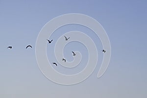 Blue hour flock birds in silhouette and flight across big sky