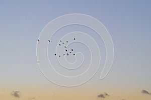 Blue hour flock birds in silhouette and flight across big sky