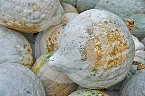 Blue Hubbard Squash