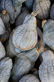 Blue Hubbard Squash