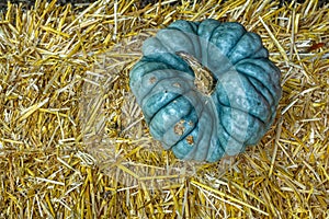 Blue Hubbard squash on a haybale