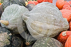 Blue hubbard squash at the market