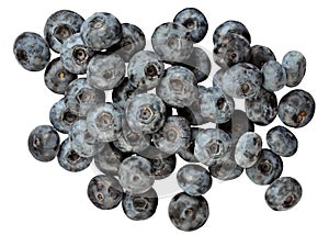 Blue huckleberry