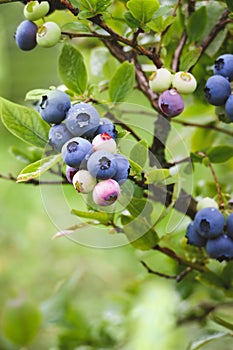 Blue huckleberry bush Vaccinium corymbosum ripening berries blueberry plant in garden vertical shot