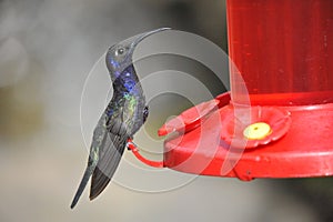 Blue Humming Bird about to feed