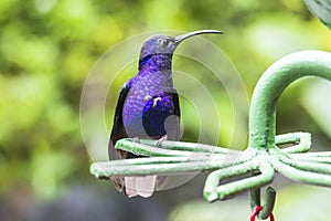 Blue hummingbird in Costa Rica