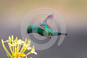 Blue hummingbird feeding on a blossom of Ixora flowers