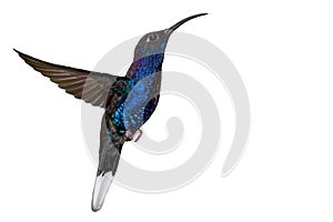 Blue hummingbird in flight isolated on white