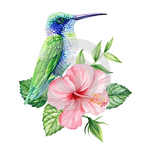 Blue hummingbird, Tropical flower, leaf watercolor isolated, beautiful summer nature drawing, Exotic design illustration