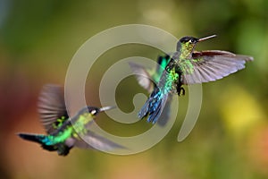 Blue hummingbird Violet Sabrewing flying