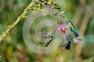 Blue hummingbird Violet Sabrewing flying