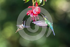 Blue hummingbird Violet Sabrewing flying