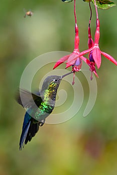 Blue hummingbird Violet Sabrewing flying