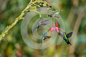 Blue hummingbird Violet Sabrewing flying