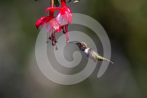 Blue hummingbird Violet Sabrewing flying