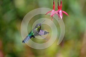 Blue hummingbird Violet Sabrewing flying