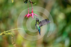 Blue hummingbird Violet Sabrewing flying