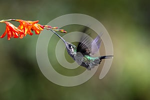 Blue hummingbird Violet Sabrewing flying