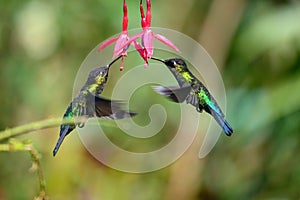 Blue hummingbird Violet Sabrewing flying