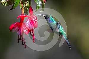 Blue hummingbird Violet Sabrewing flying