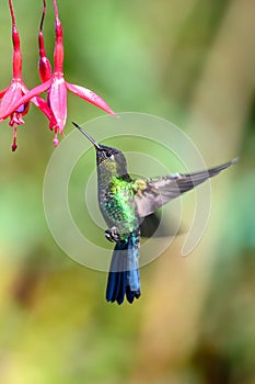 Blue hummingbird Violet Sabrewing flying