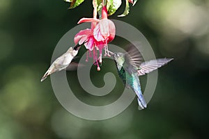 Blue hummingbird Violet Sabrewing flying