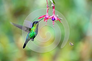 Blue hummingbird Violet Sabrewing flying