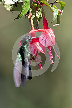 Blue hummingbird Violet Sabrewing flying