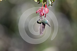 Blue hummingbird Violet Sabrewing flying