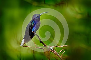 Blue hummingbird Violet Sabrewing flying next to beautiful flower. Tinny bird fly in jungle. Wildlife in tropic Costa Rica. Two