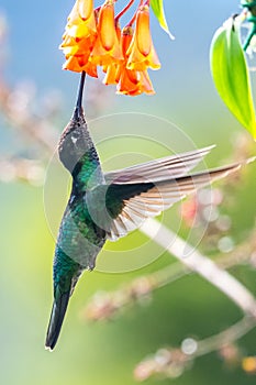 Blue hummingbird Violet Sabrewing flying next to beautiful red flower.